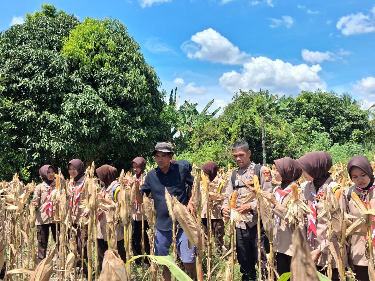 Polsek Rupat Pantau Perkembangan Jagung Kelompok Tani Harapan Baru, Dukung Swasembada Pangan 2026